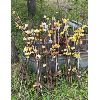 Image 1 : QTY ELECTRIC FENCE STAKES - APPROX 90