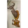 Image 2 : Deer Taxidermy (mounted by John A. Larigakis - Vancouver, BC Canada)