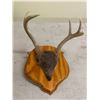 Image 2 : Mounted Deer Antler Trophy - approx. 1ft. length