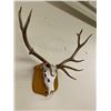 Image 2 : Mounted Bleached Deer Skull w/Antlers - Mounted by John A. Larigakis (Vanouver,BC, Canada) - approx.