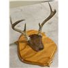 Image 2 : Mounted Deer Antler Trophy - approx. 1ft. length