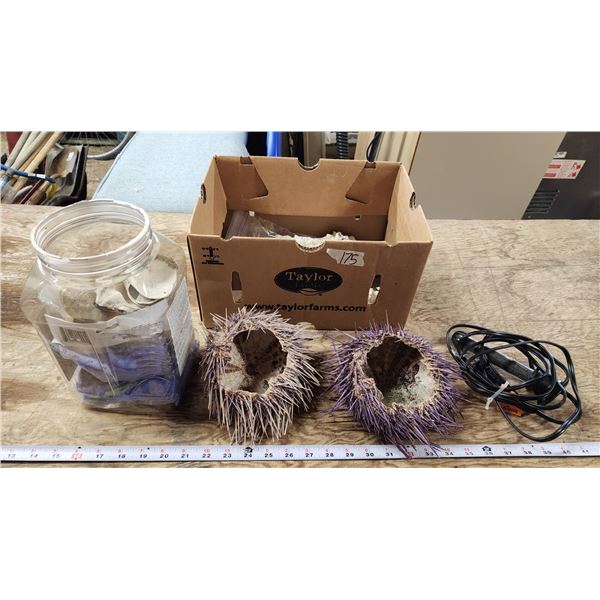 Assorted Sea Shells and Aquarium Stuff