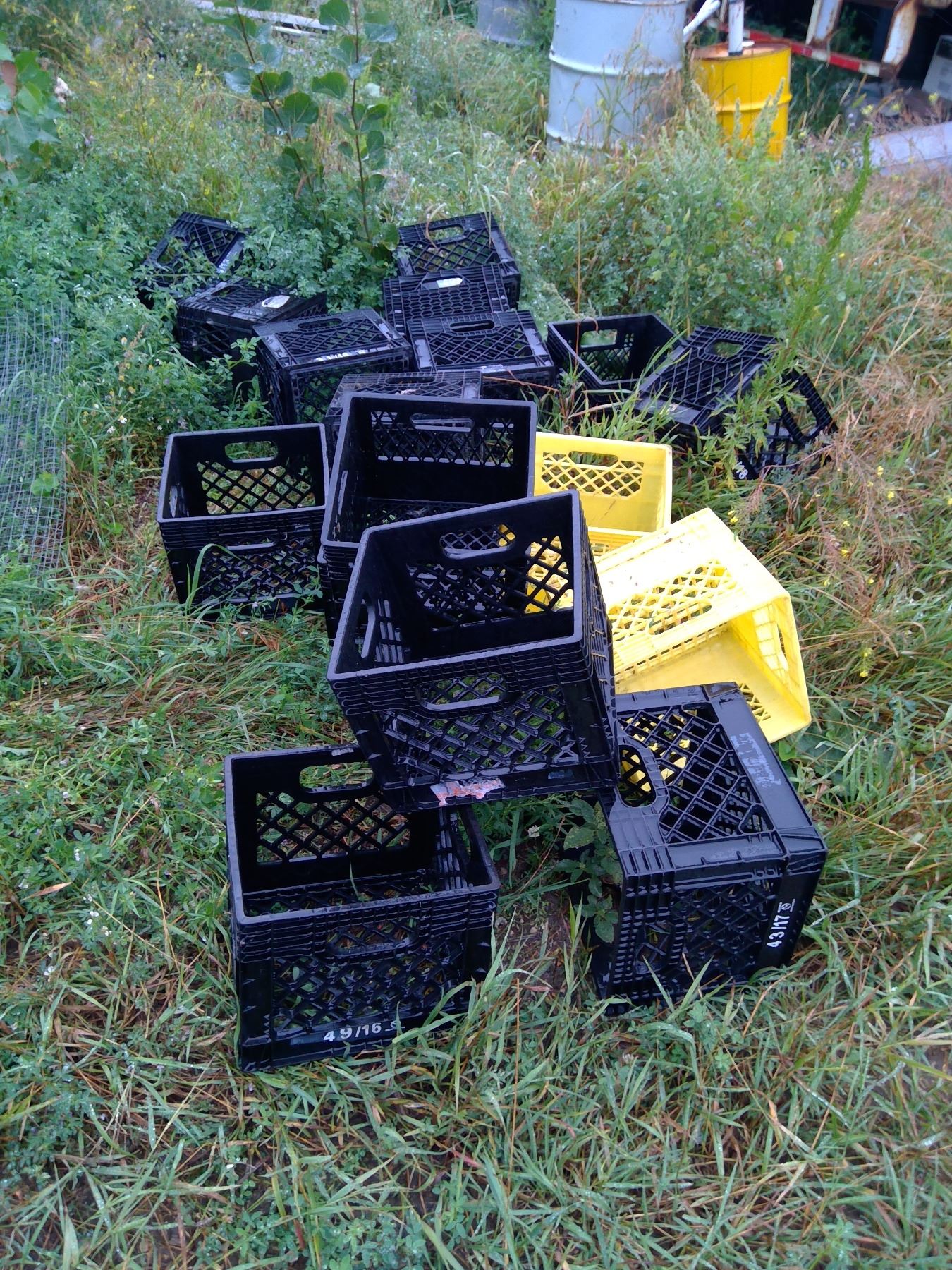 17 Milk crates Schmalz Auctions