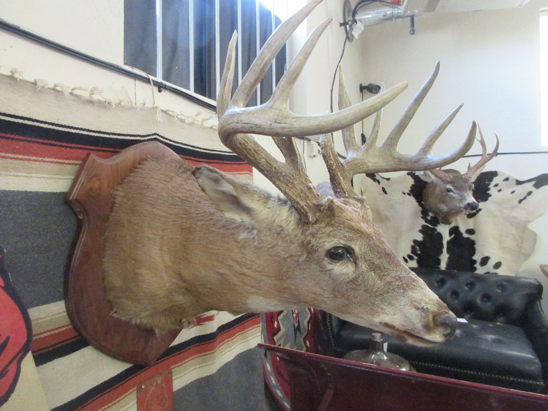 Very Heavy Kansas Whitetail Shoulder Mount- 17