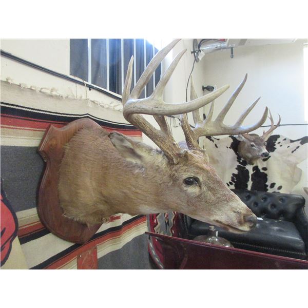 Very Heavy Kansas Whitetail Shoulder Mount- 17 W X 6.5  Bases- Unique Buck