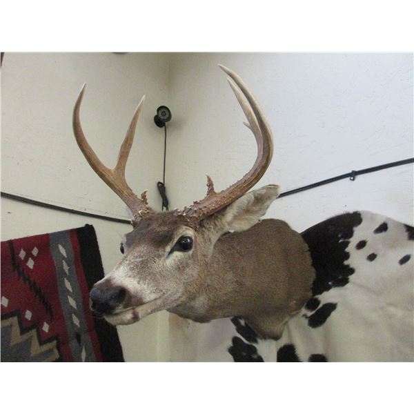 7 Point Whitetail Shoulder Mount- 15 W X 5.5  Bases