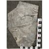 Image 1 : Crinoid Fossil Plate  [149402]