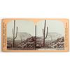 Image 1 : Stereoview of the Great Giant of Arizona the Universal Photo Art Co. by Graves   [168267]