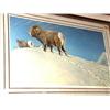 Image 1 : Robert Bateman 1981 Signed and Numbered 298/950 Rocky Mountain Ram
