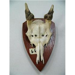 Road Deer, European Mount Skull