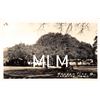 Image 1 : Real Photo Banyan Tree Lahaina, Maui Postcard