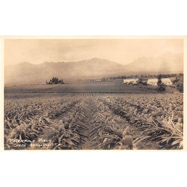 Pineapple Field Near Honolulu Photo Postcard