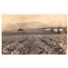 Image 1 : Pineapple Field Near Honolulu Photo Postcard