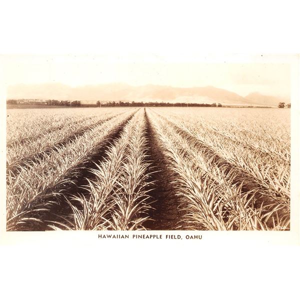 Hawaiian Pineapple Field, Oahu Photo Postcard