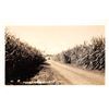 Image 1 : Real Photo Sugar Cane Lahaina, Maui Postcard