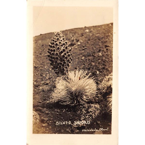 Real Photo Silver Sword Haleakala, Maui Postcard