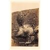 Image 1 : Real Photo Silver Sword Haleakala, Maui Postcard