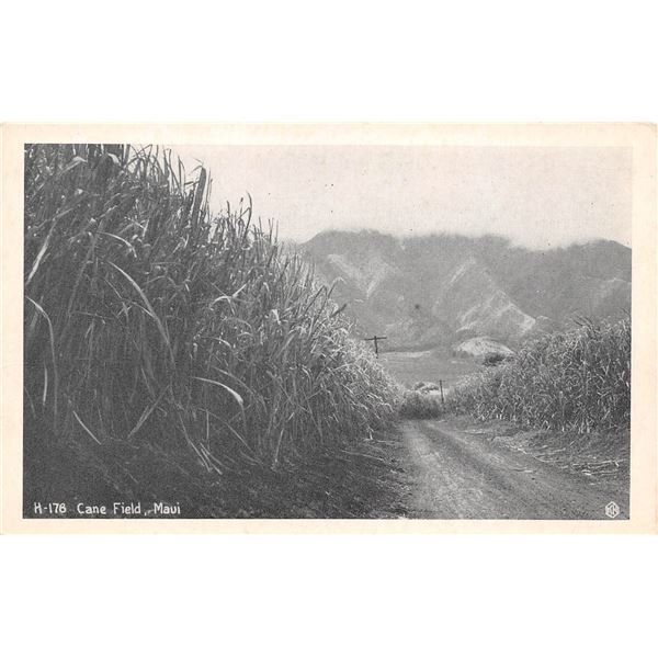 Cane Field, Maui Black & White Postcard