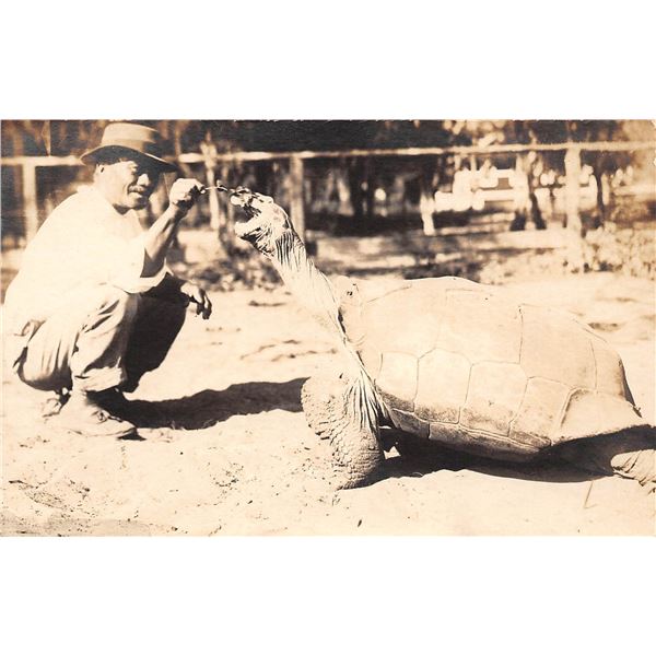 Real Photo Man Feeding Turtle Hawaii Postcard