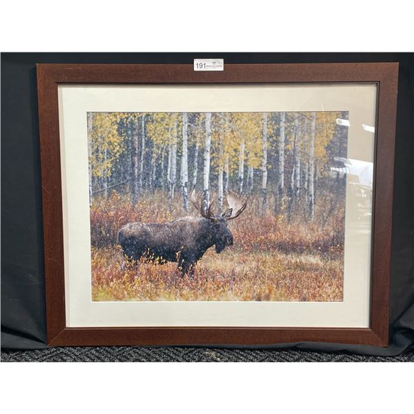 Framed Moose Photographed Print