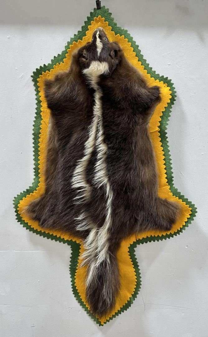 Skunk Rug Great Falls Montana Skunk Hide Taxidermy Rug