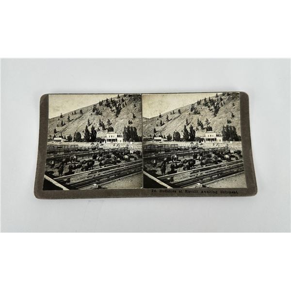 Forsyth Montana Buffalo Stereoview