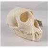Image 1 : Vervet Tantalus Monkey Skull