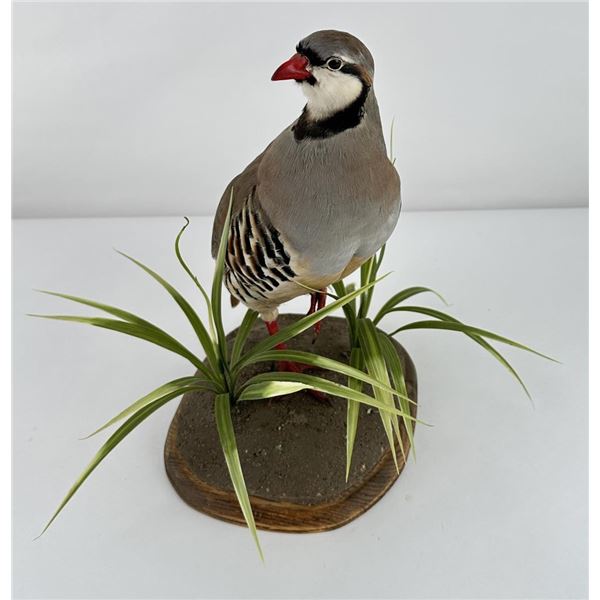 Taxidermy Chukar Quail Partridge