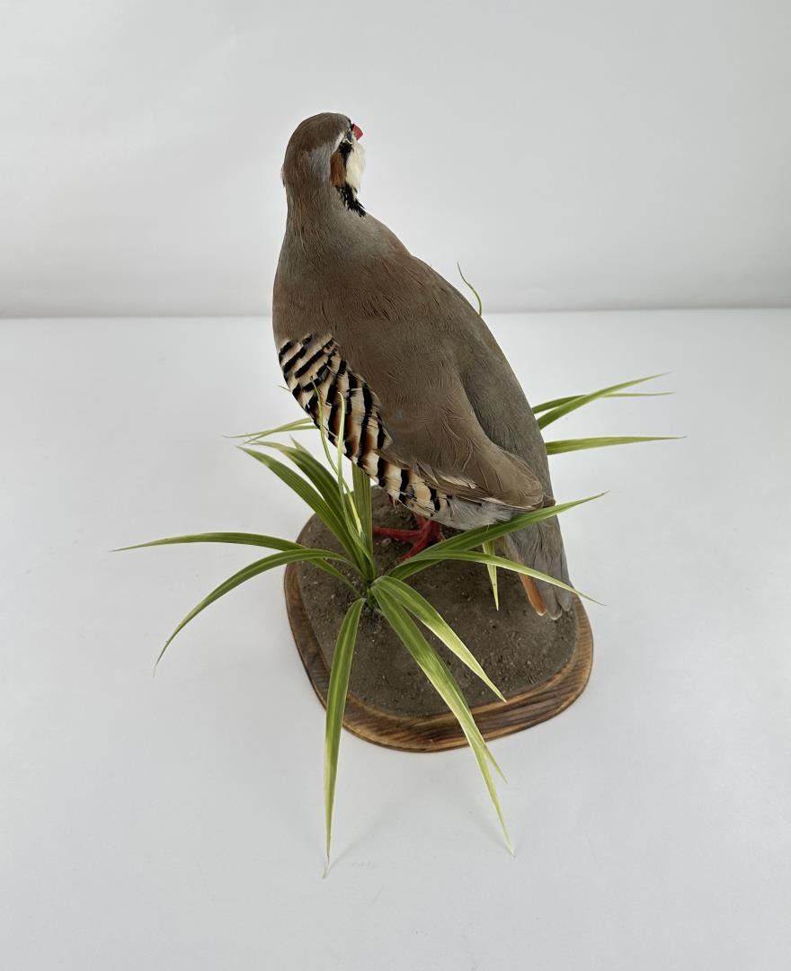 Perdrix rouges naturalisées / red partridge / taxidermie / taxidermy Perdrix rouges naturalisées / red partridge / taxidermie / taxidermy