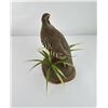 Image 4 : Taxidermy Chukar Quail Partridge