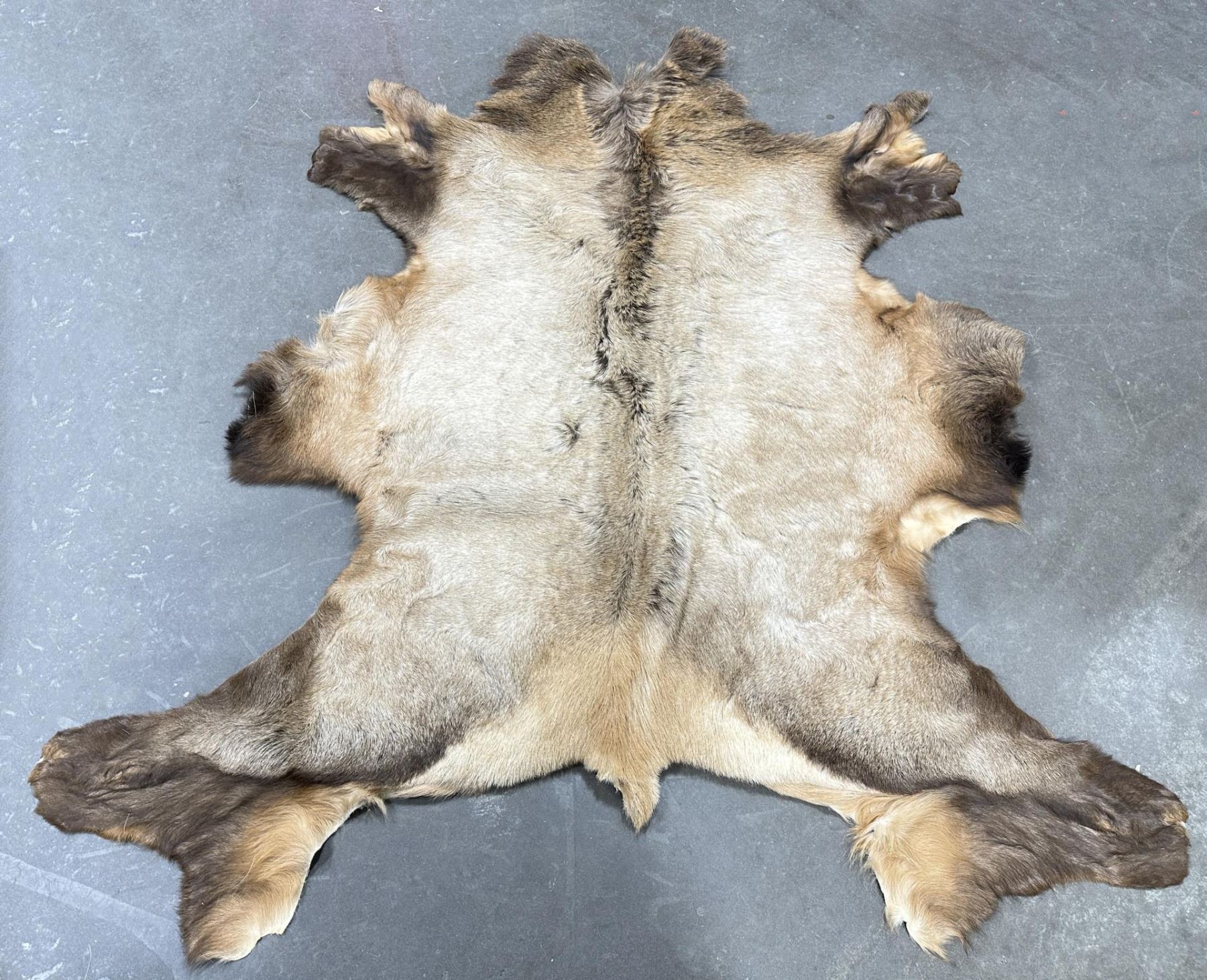 Montana Taxidermy Tanned Leather Elk Hide