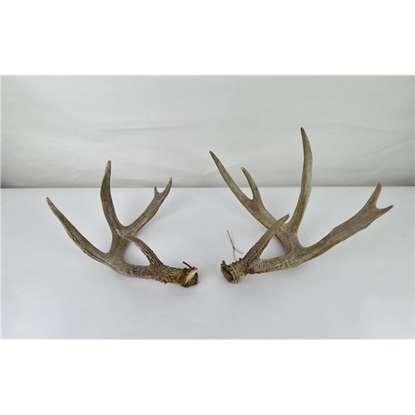 Pair of Montana Whitetail Deer Rattling Horns