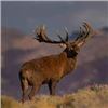 Image 1 : Free Range Red Stag hunt with Paco Riestra Hunting Argentina