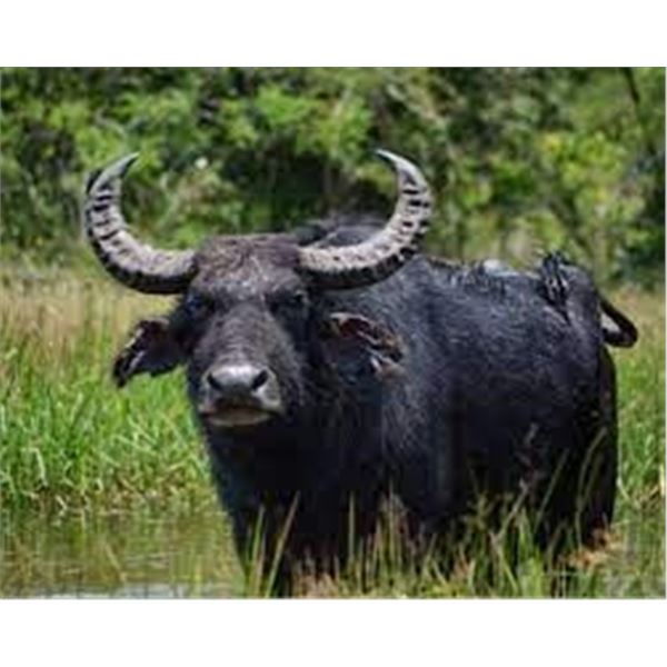 Free Range Buffalo with Paco Riestra Hunting Argentina