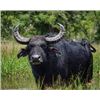 Image 1 : Free Range Buffalo with Paco Riestra Hunting Argentina