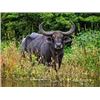 Image 2 : Free Range Buffalo with Paco Riestra Hunting Argentina