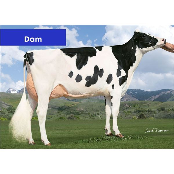 HO840003260118262 - Live Animal