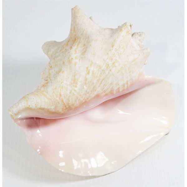 BEAUTIFUL CONCH SEA SHELL