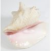 Image 1 : BEAUTIFUL CONCH SEA SHELL