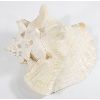 Image 2 : BEAUTIFUL CONCH SEA SHELL