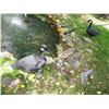 Image 1 : (2) Plastic Geese