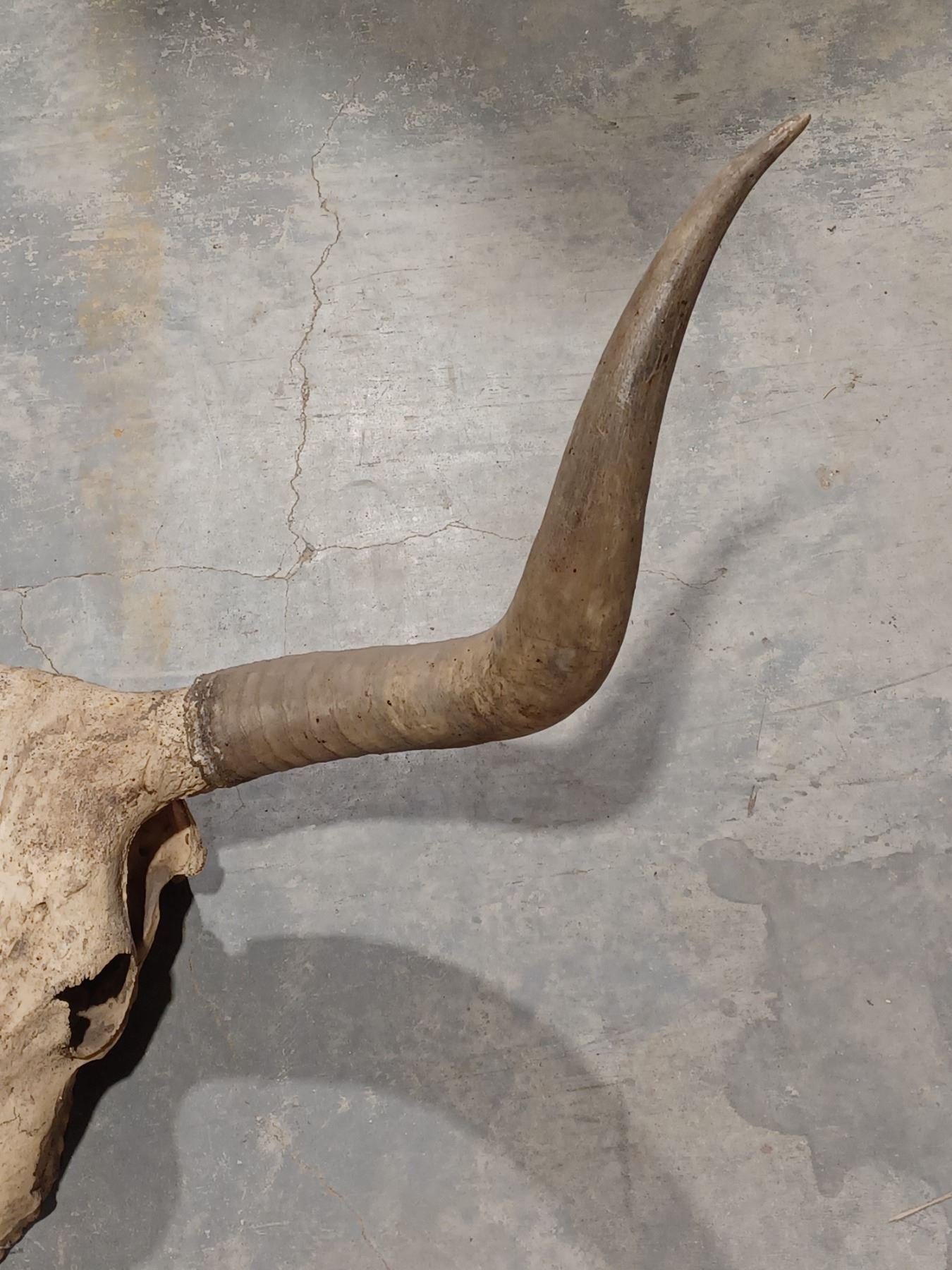 TEXAS LONG HORN SKULL WITH HORNS LARGE SKULL 30