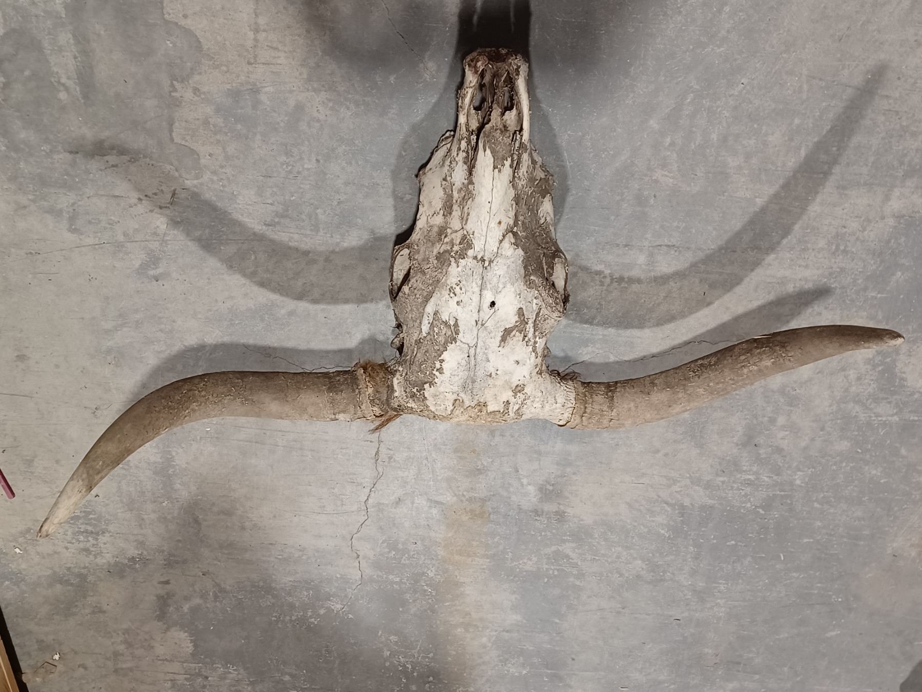 TEXAS LONG HORN SKULL WITH HORNS MEDIUM SKULL 39