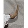 Image 2 : LARGE BUFFALO SKULL WITH HORNS 22" SPREAD