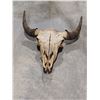 Image 1 : LARGE BUFFALO SKULL WITH HORNS 25" SPREAD