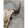 Image 2 : LARGE BUFFALO SKULL WITH HORNS 25" SPREAD