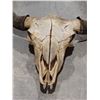 Image 3 : LARGE BUFFALO SKULL WITH HORNS 25" SPREAD