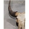 Image 4 : LARGE BUFFALO SKULL WITH HORNS 25" SPREAD