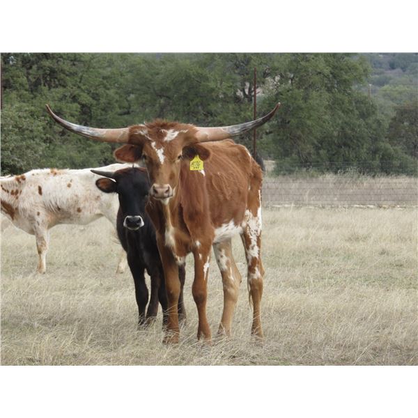 RM Escondido Star 876