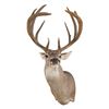 Image 1 : White Tail Deer Shoulder Mount
